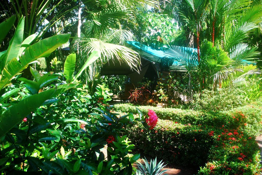 Rafiki Beach Camp Matapalo  Pokoj fotografie